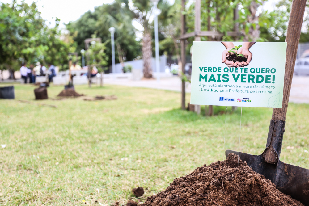 Projeto distribui mudas de árvore para tornar o clima mais suportável