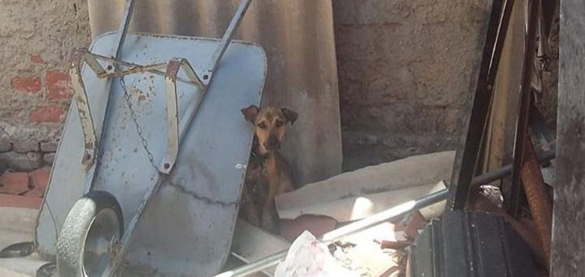 Carrinho de mão era a única proteção que o animal tinha para se proteger do sol e da chuva