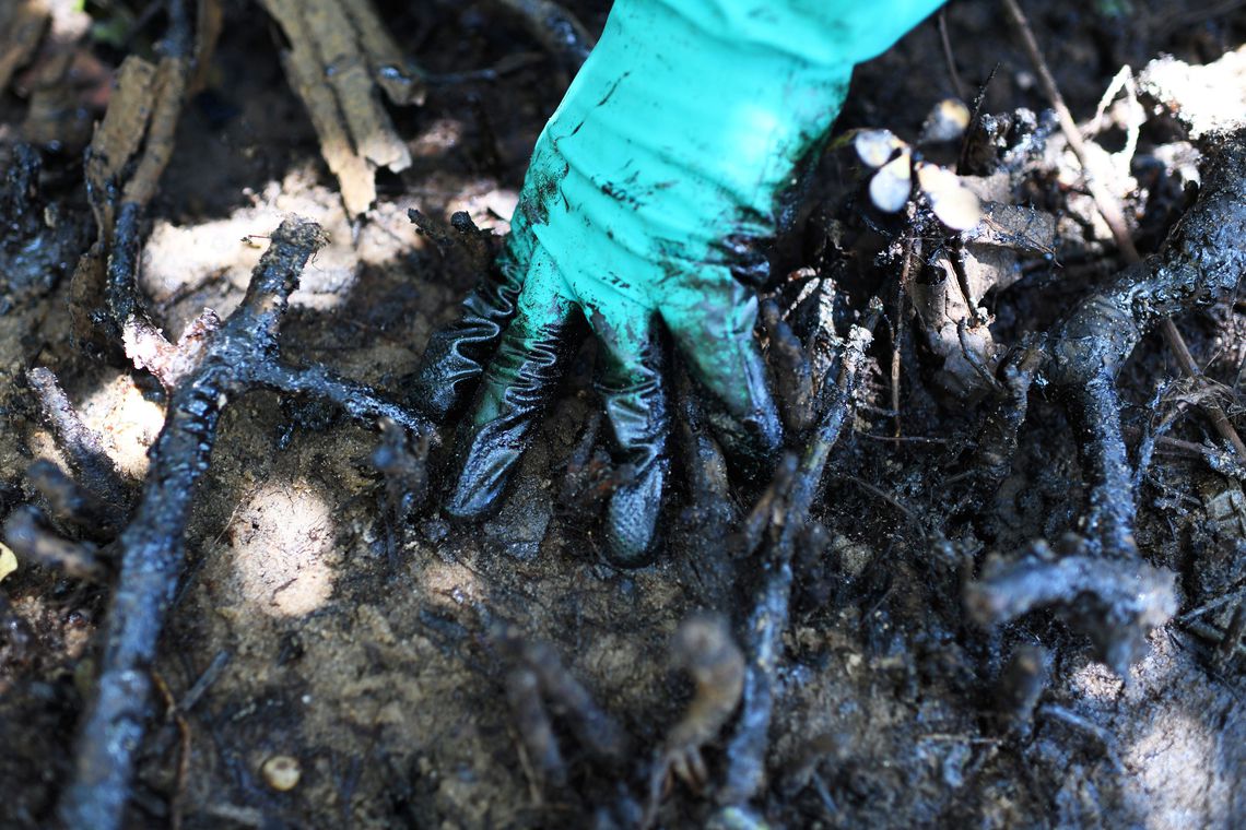 Degradação ambiental já uma certeza visível