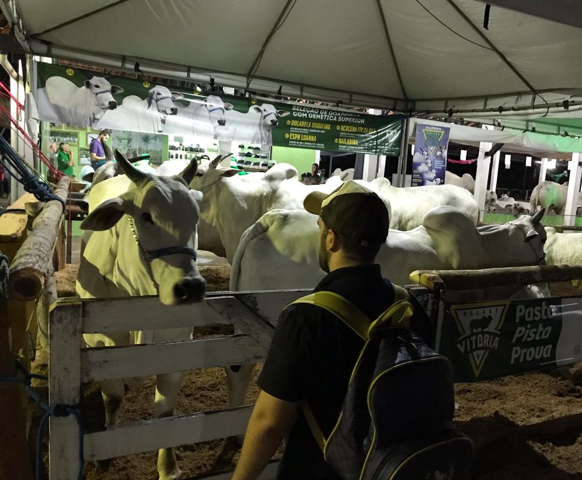 O evento terá 5.500 animais, 5 leilões, 2 shoppings de animais, vaquejadas, cavalgadas e prova de hipismo.