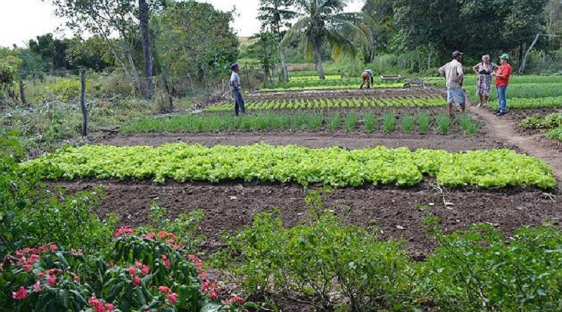Cerca de 6.000 agricultores do Piauí receberam correspondência sobre o recadastramento