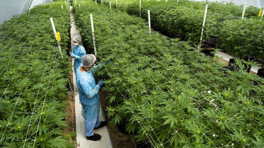 Plantação de maconha em Nueva Helvecia, no Uruguai