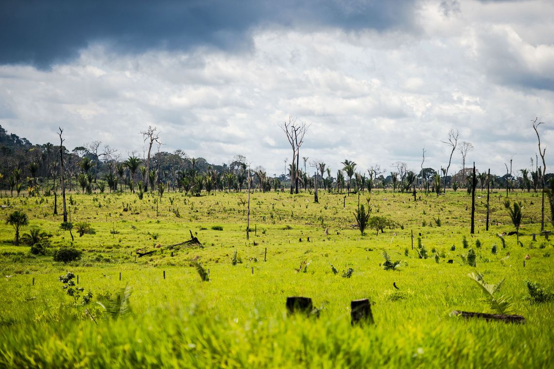 Desmatamento na Amazônia brasileira aumentou nos últimos anos