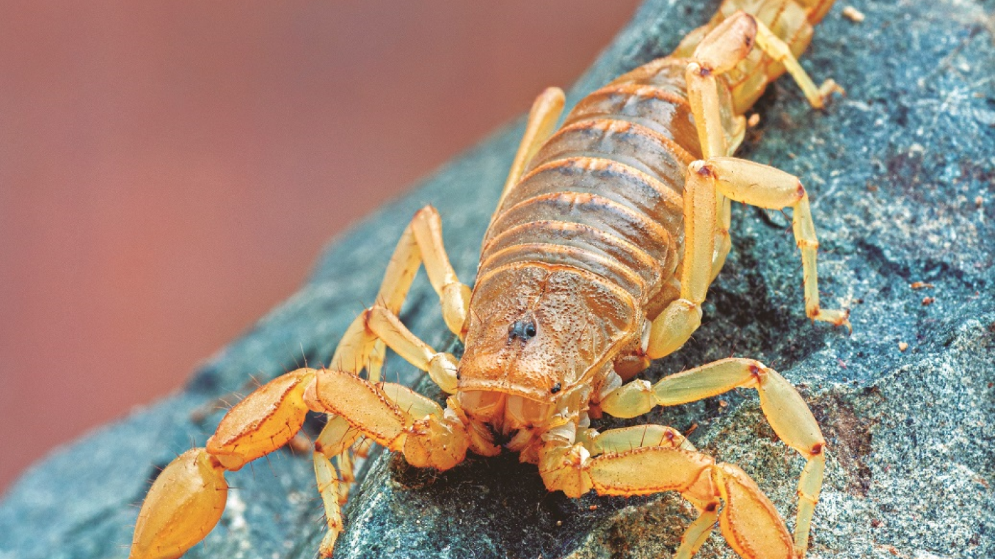Escorpiões se proliferam no Estado do Ceará