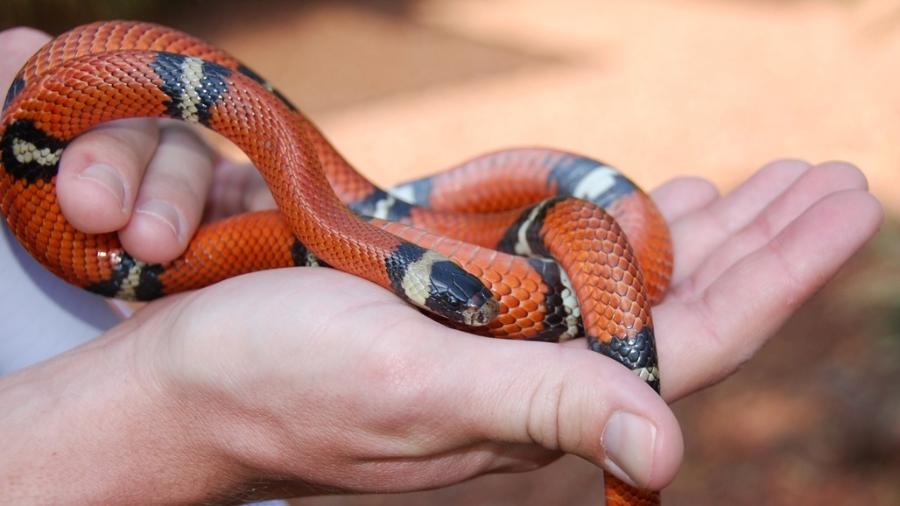 O que fazer quando for picado por uma cobra