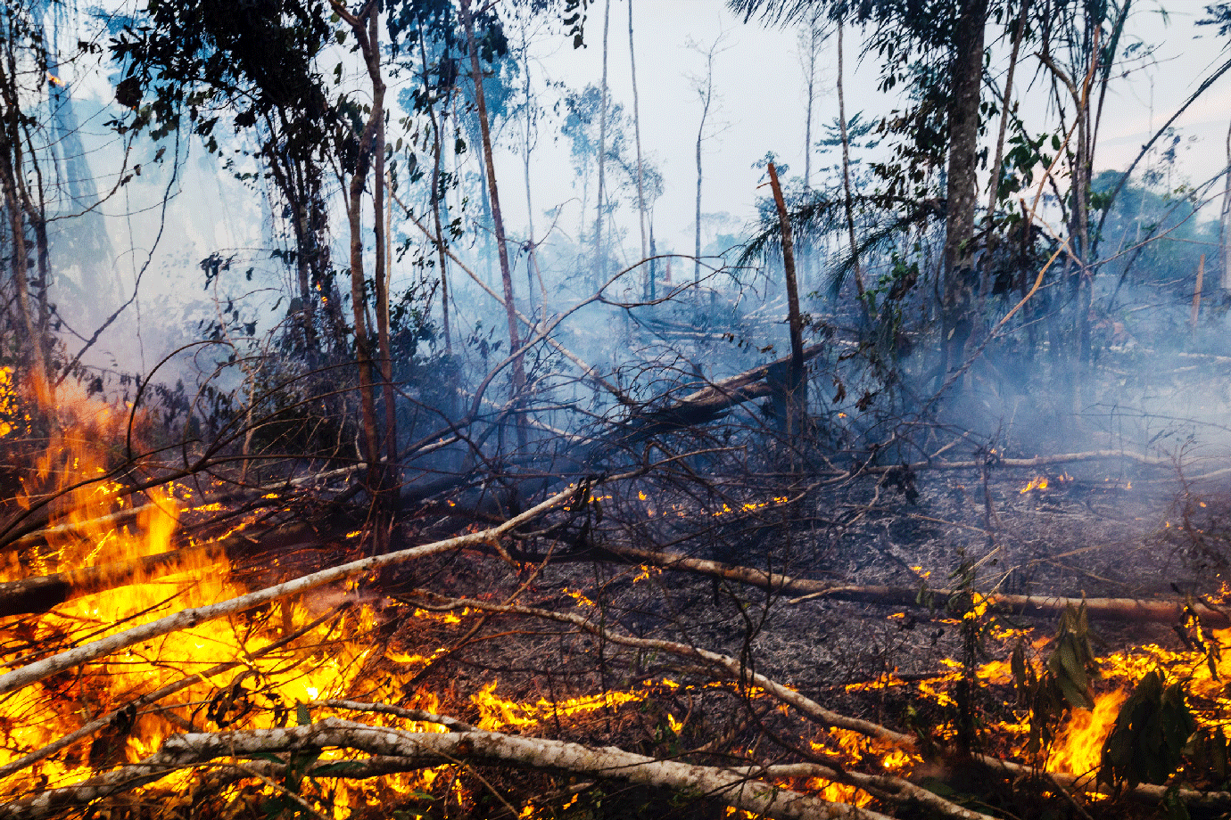 Queimadas na Amazônia