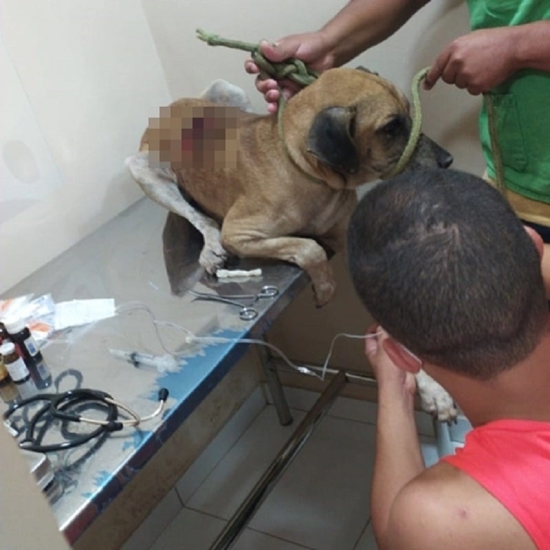 O animal recebeu atendimento gratuito em um veterinário da cidade