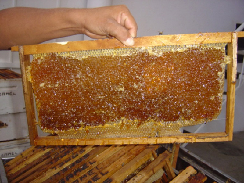 Produção de mel