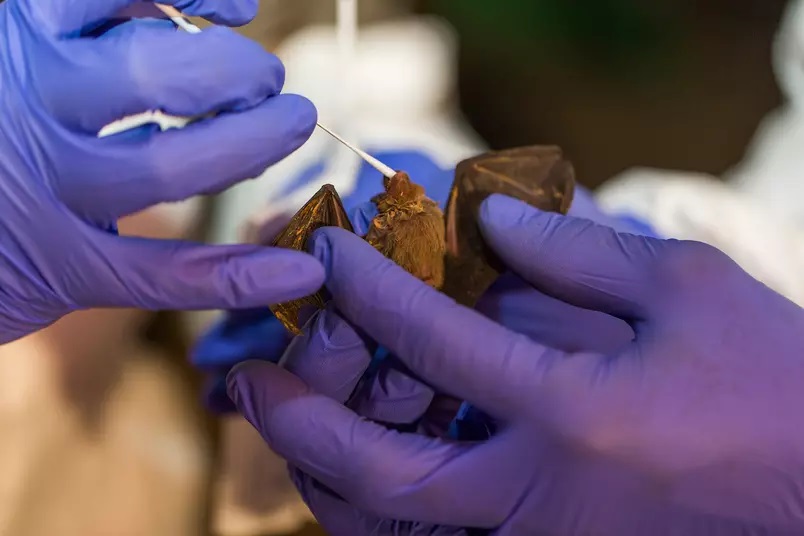 O Instituto Smithsonian realiza amostragem de morcegos em Myanmar e no Quênia