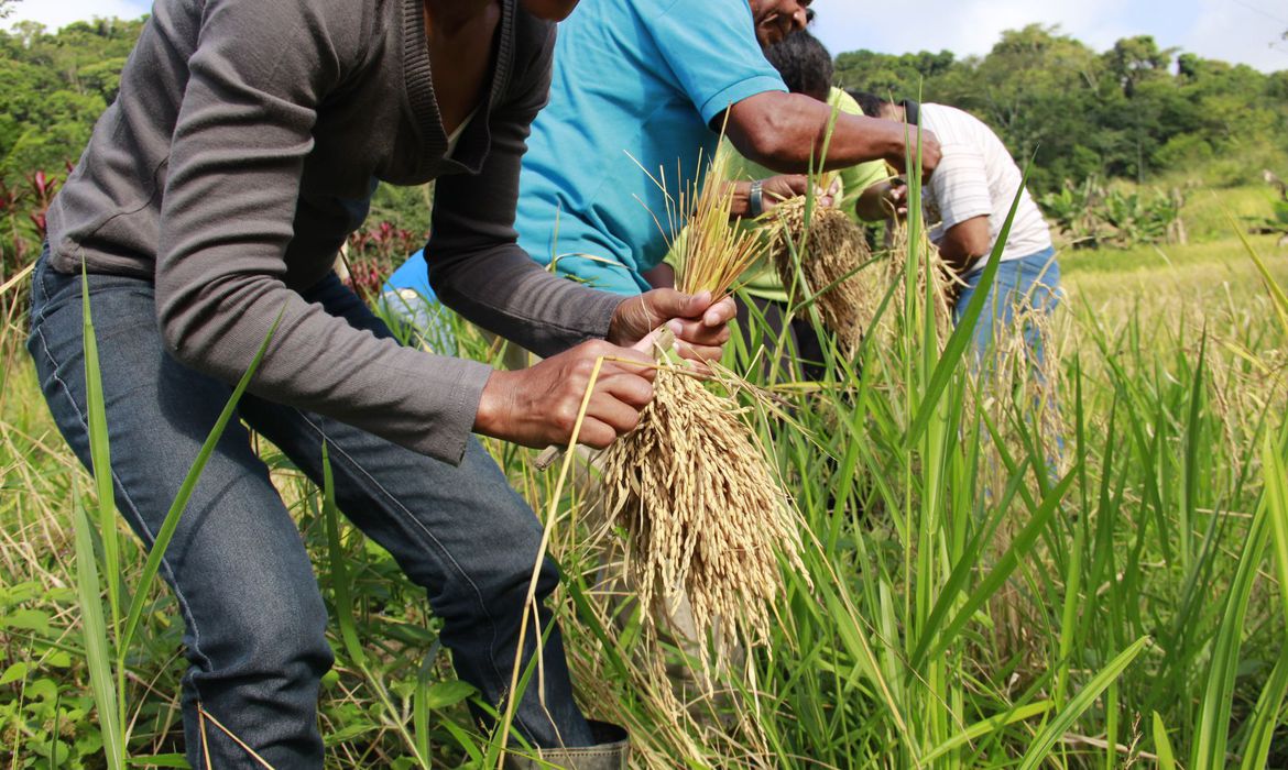 Agricultores fazendo colheita