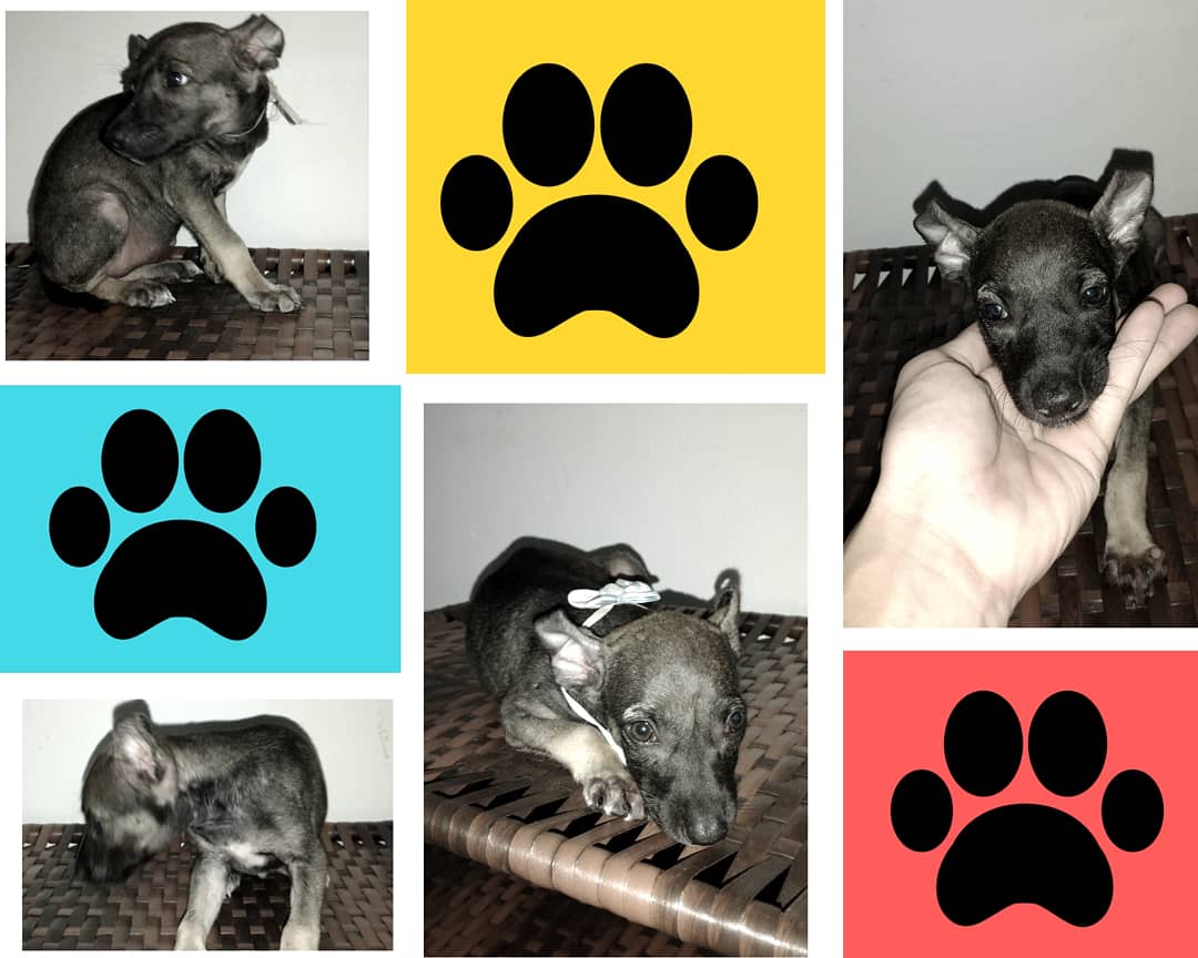 As fêmeas estão disponíveis para adoção