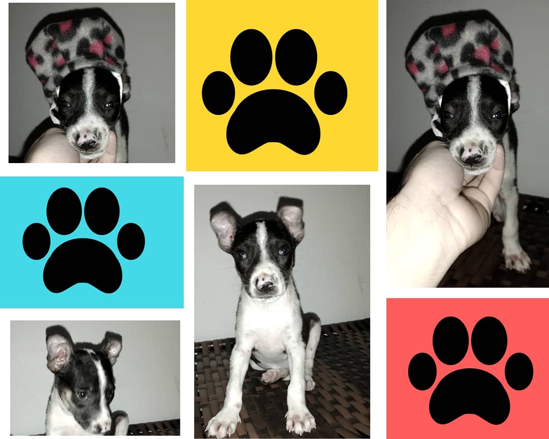 As fêmeas estão disponíveis para adoção