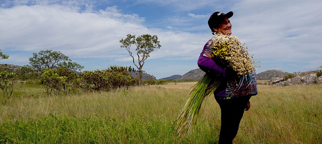 De abril a outubro, os coletores de flores e suas famílias sobem as montanhas da Serra do Espinhaço, em Minas Gerais, para coletar as flores sempre-vivas, ficando lá por semanas