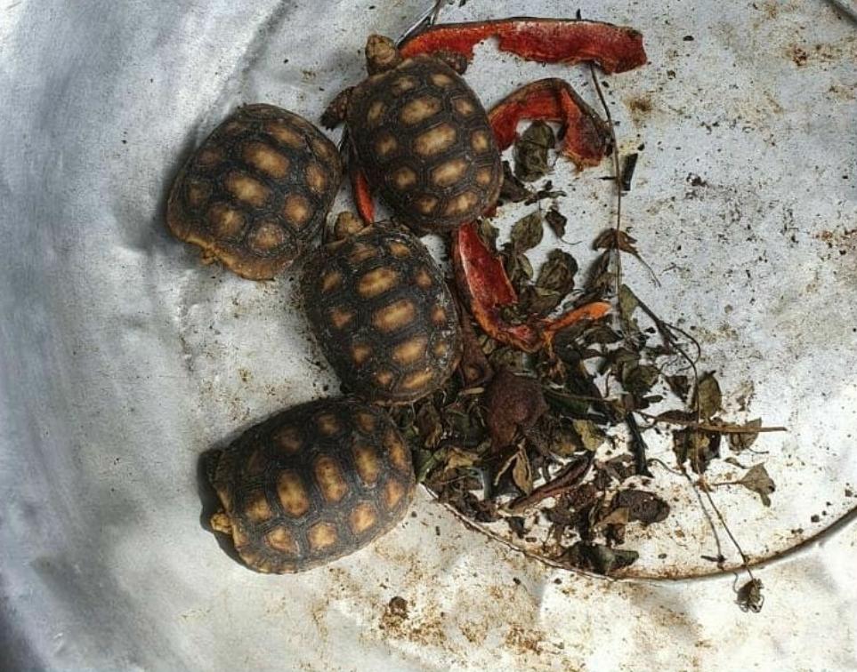 Animais silvestres resgatados