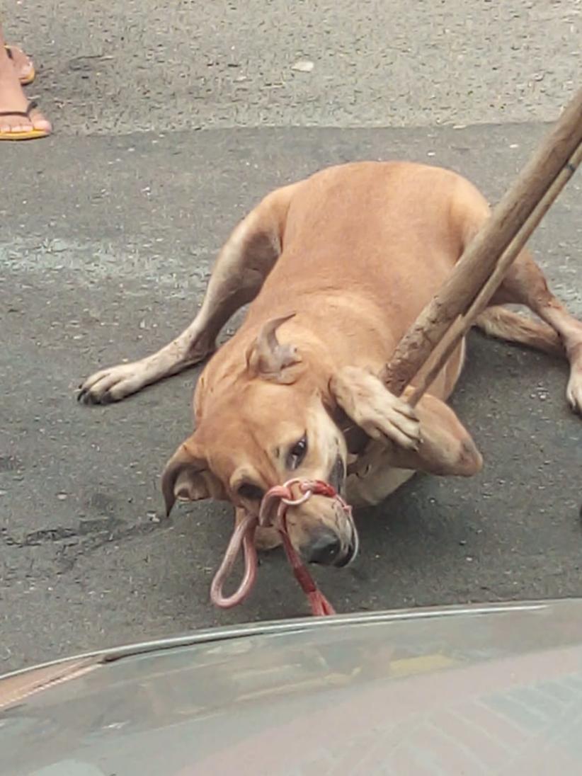 Cachorro