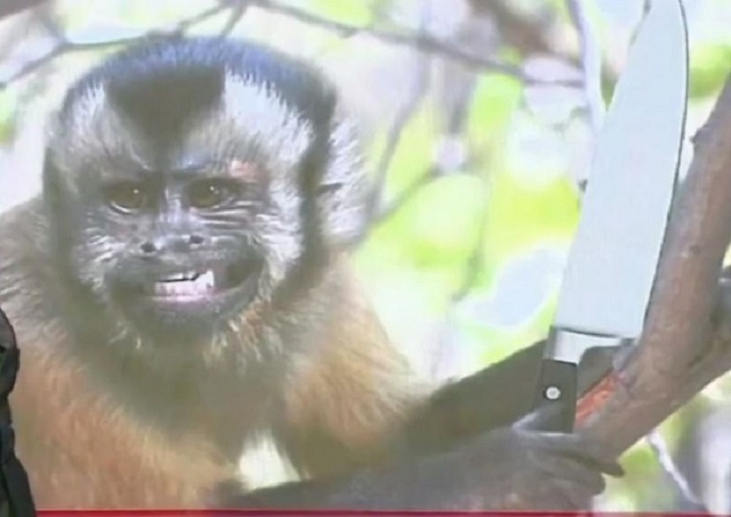 o-macaco-se-armou-com-uma-faca-de-cozinha-roubada-e-ameacou.jpg