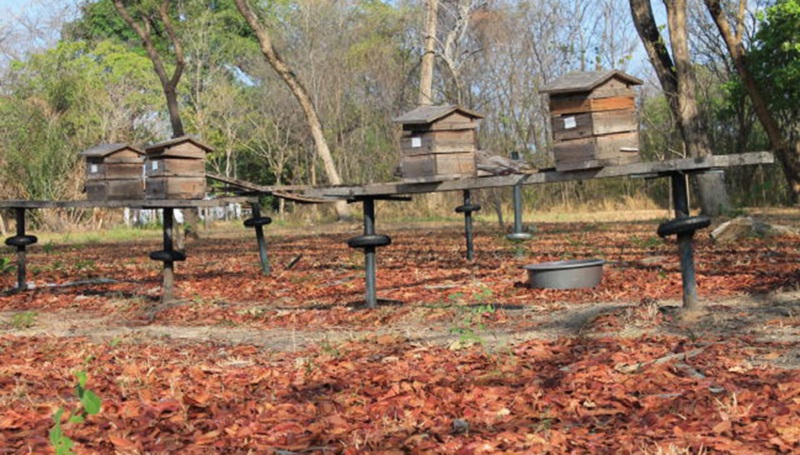 O ferrão da abelha contém veneno e será transformado em medicamento para combater as superbactérias