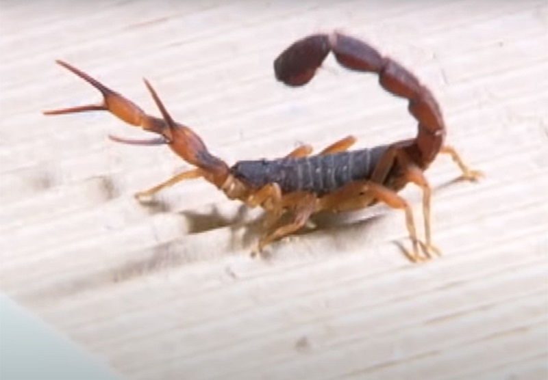 Os escorpiões gostam de locais escuros e se alimentam de insetos, como baratas