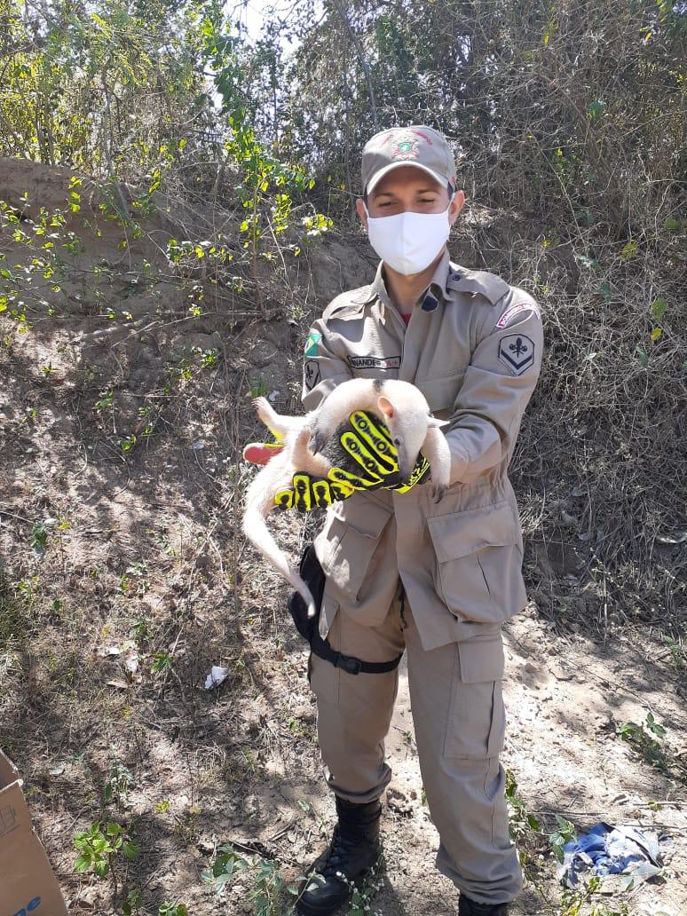 Policial mostra o tamanduá capturado na comunidade interiorana de Jucás