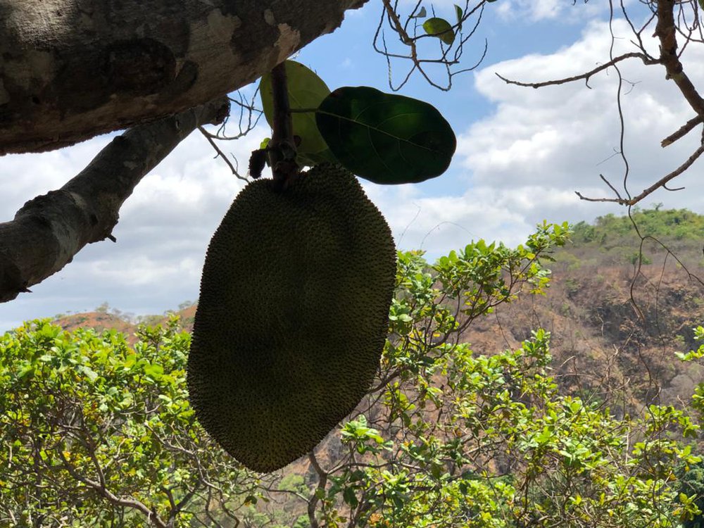 A comunidade de Buíra é conhecida pela produção de banana, abacate, laranja, jaca, pimenta e outras especiarias (Foto: Jacinto Teles/JTNews) A comunidade de Buíra é conhecida pela produção de banana, abacate, laranja, jaca, pimenta e outras especiarias (Foto: Jacinto Teles/JTNews)