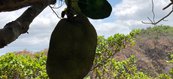 A comunidade de Buíra é conhecida pela produção de banana, abacate, laranja, jaca, pimenta e outras especiarias