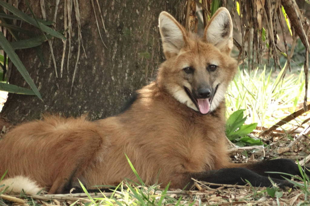 A nova cédula terá um lobo-guará