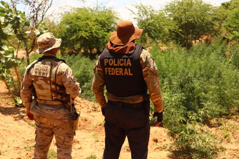 Ação da Polícia Federal erradicou 367 mil pés de maconha no sertão pernambucano