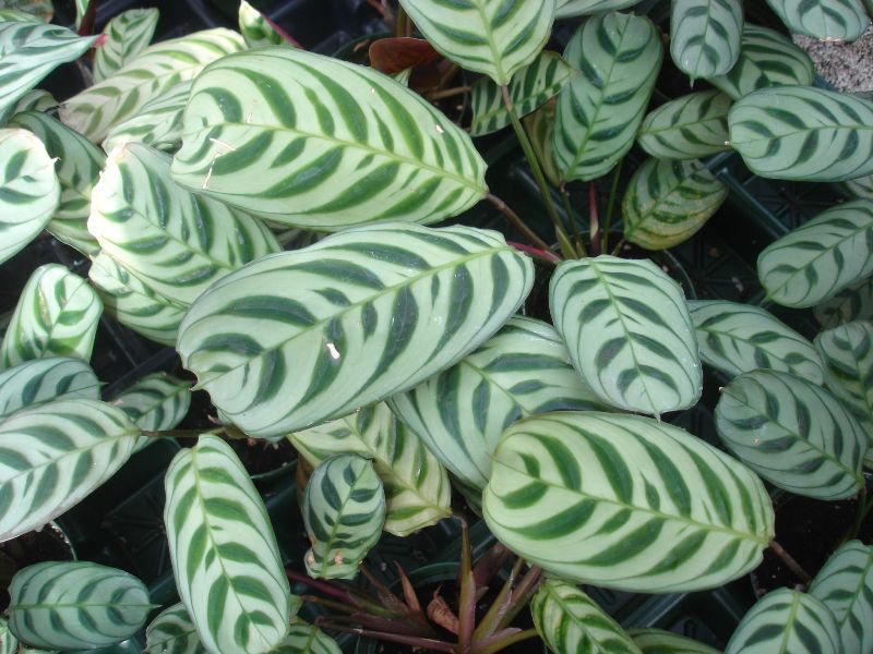 Calathea Burle Marxii