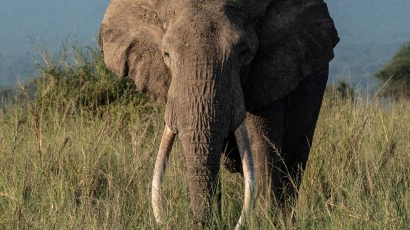 Da mesma forma que herdamos a cor dos olhos ou o tipo sanguíneo, os genes são responsáveis por um elefante herdar as presas de seus progenitores