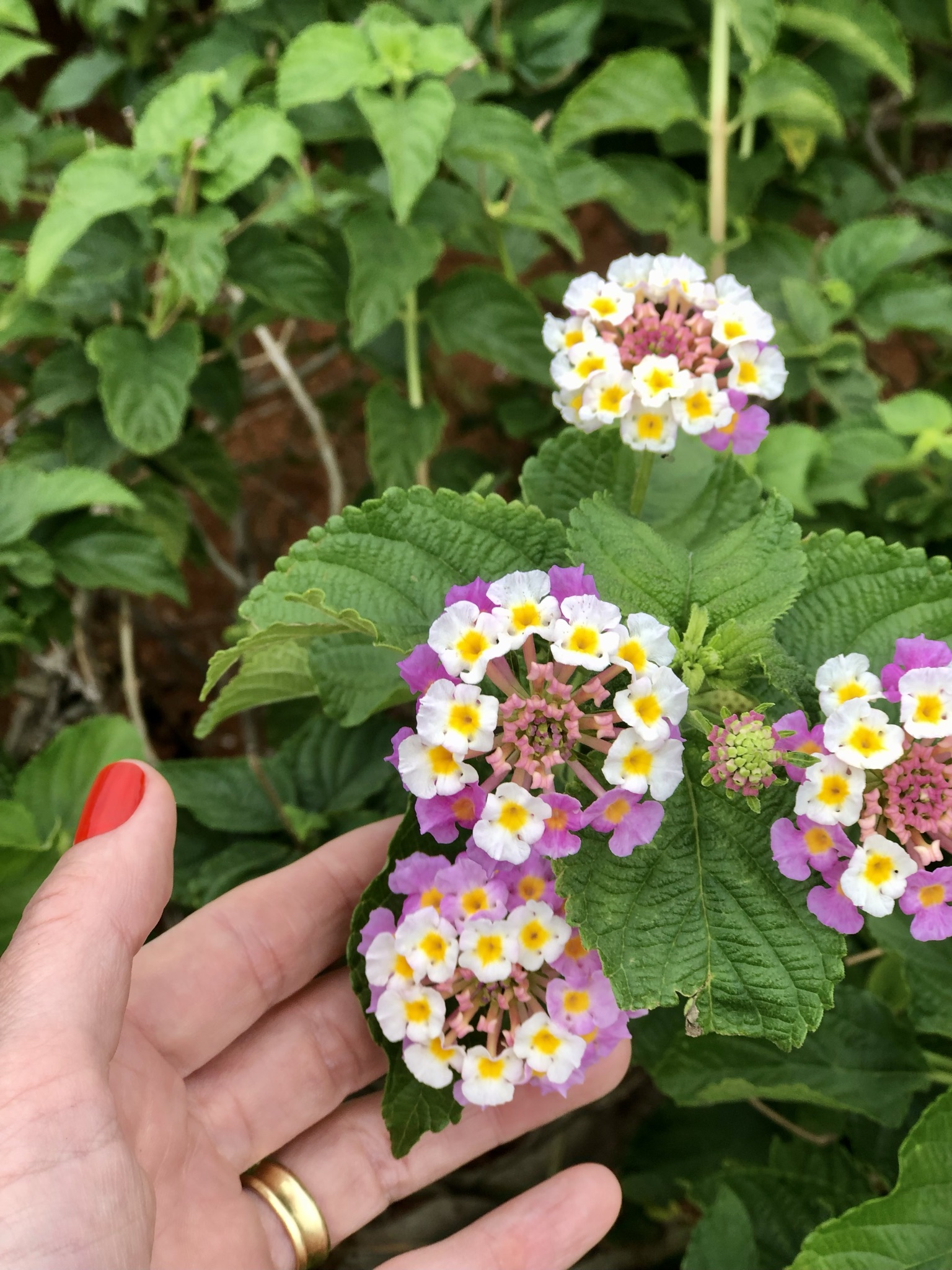 Flor Lantana: Ocorre em toda a América do Sul e América Central