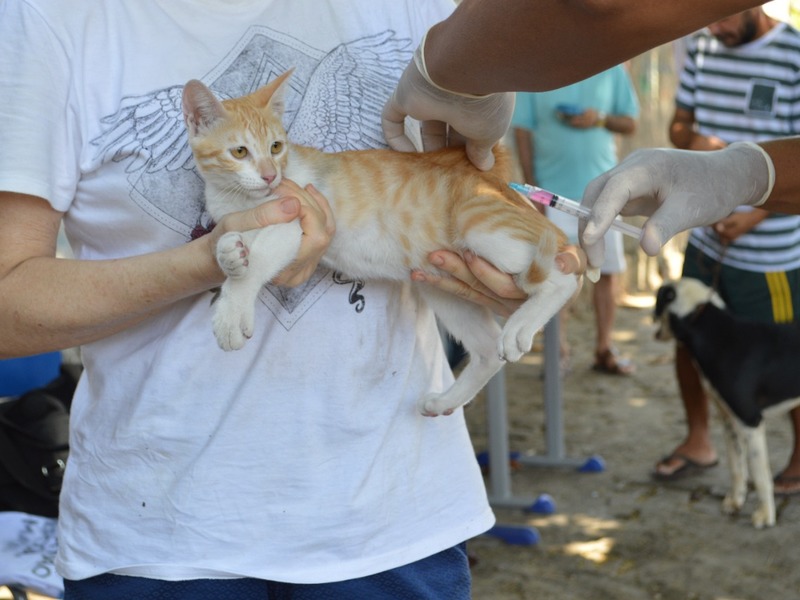 Segundo a FMS, a meta é vacinar cerca de 67.883 animais da capital