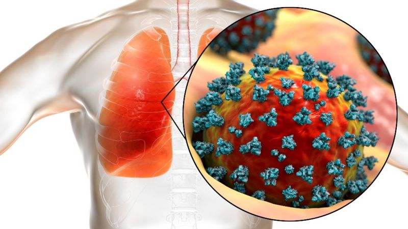 O novo estudo revela uma forma potencial de desenvolver novos tratamentos que visam os pulmões, em vez do sistema imunológico