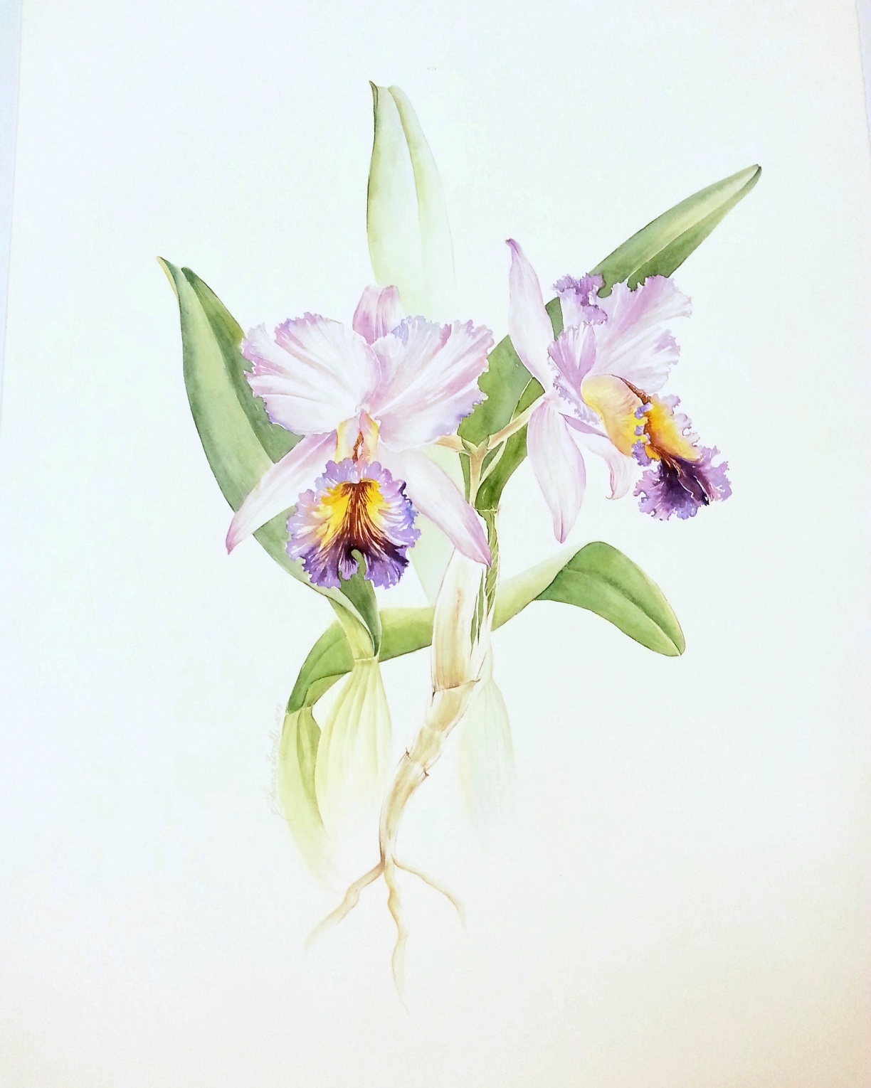 Orquídea, aquarela sobre papel