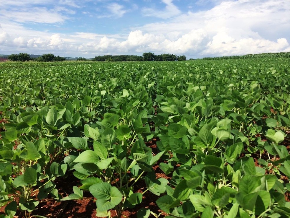 Plantação de soja