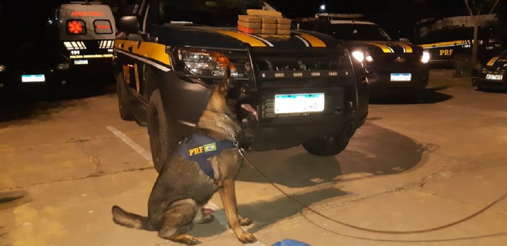 Drogas apreendidas pelos policiais com a ajuda do cão farejador