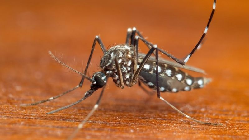 O vírus do chikungunya é transmitido através da picada do mosquito 'Aedes aegypti'