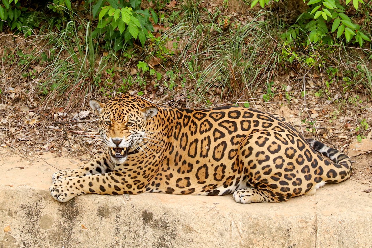 Parque Estadual do Zoobotânico