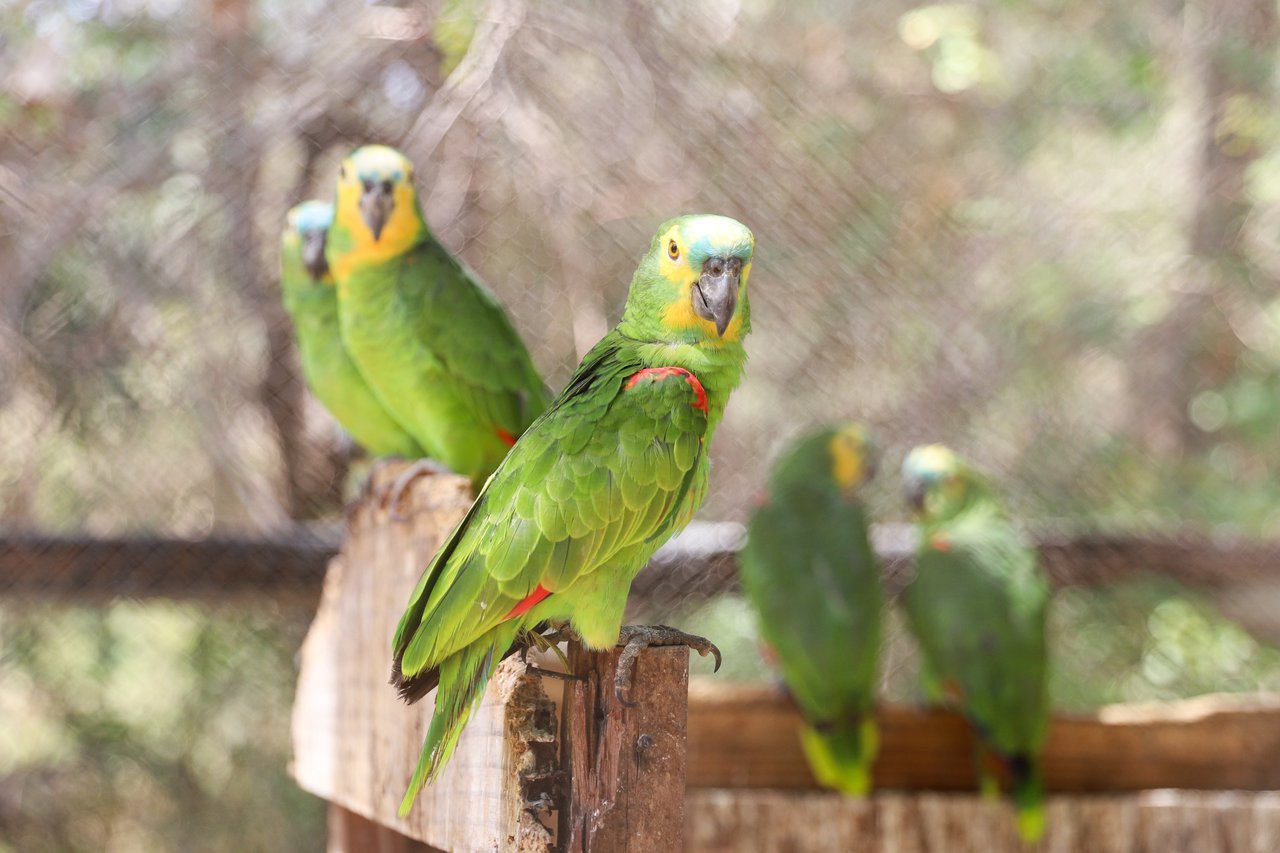 Parque Estadual do Zoobotânico