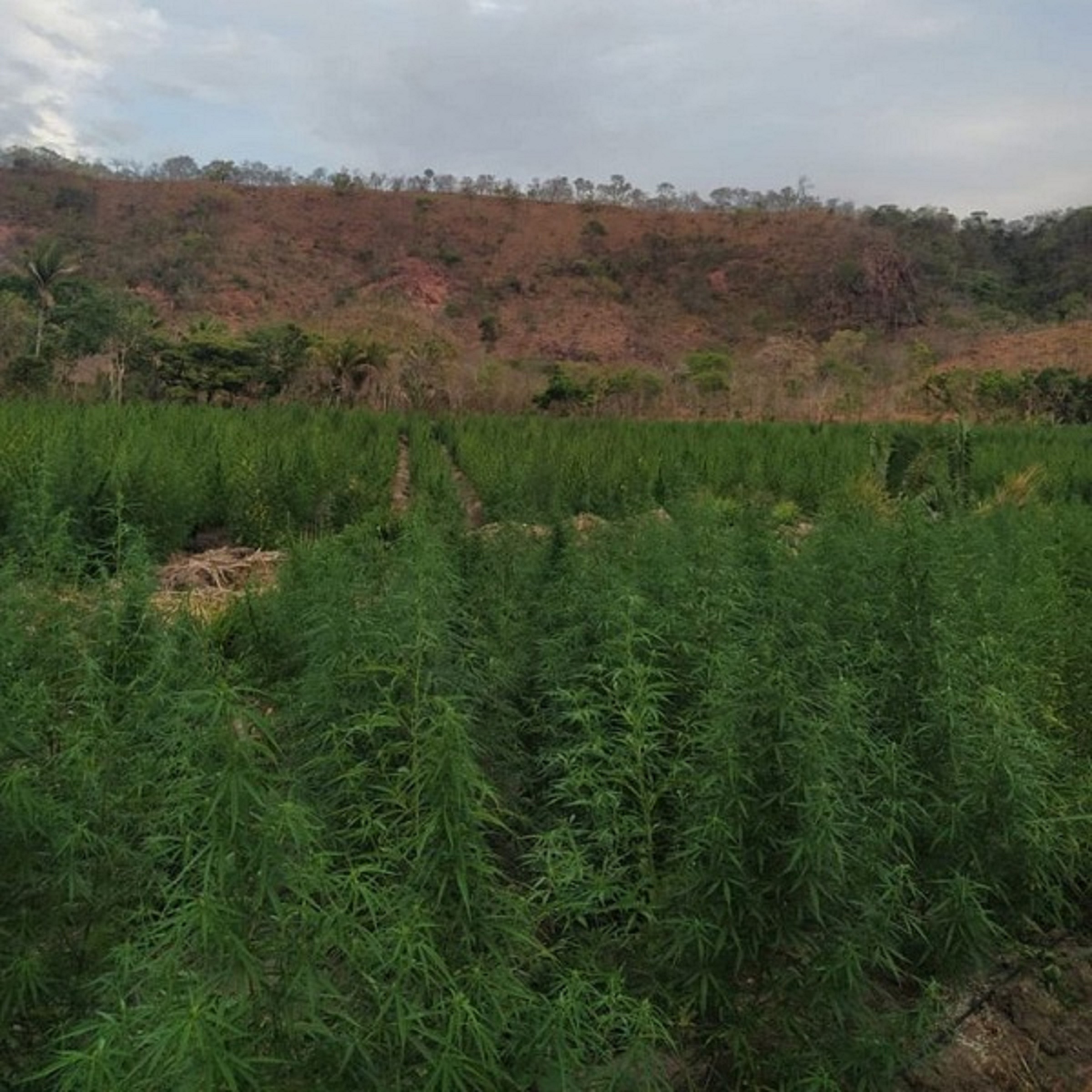 Plantio de maconha na cidade de Benedito Leite- MA