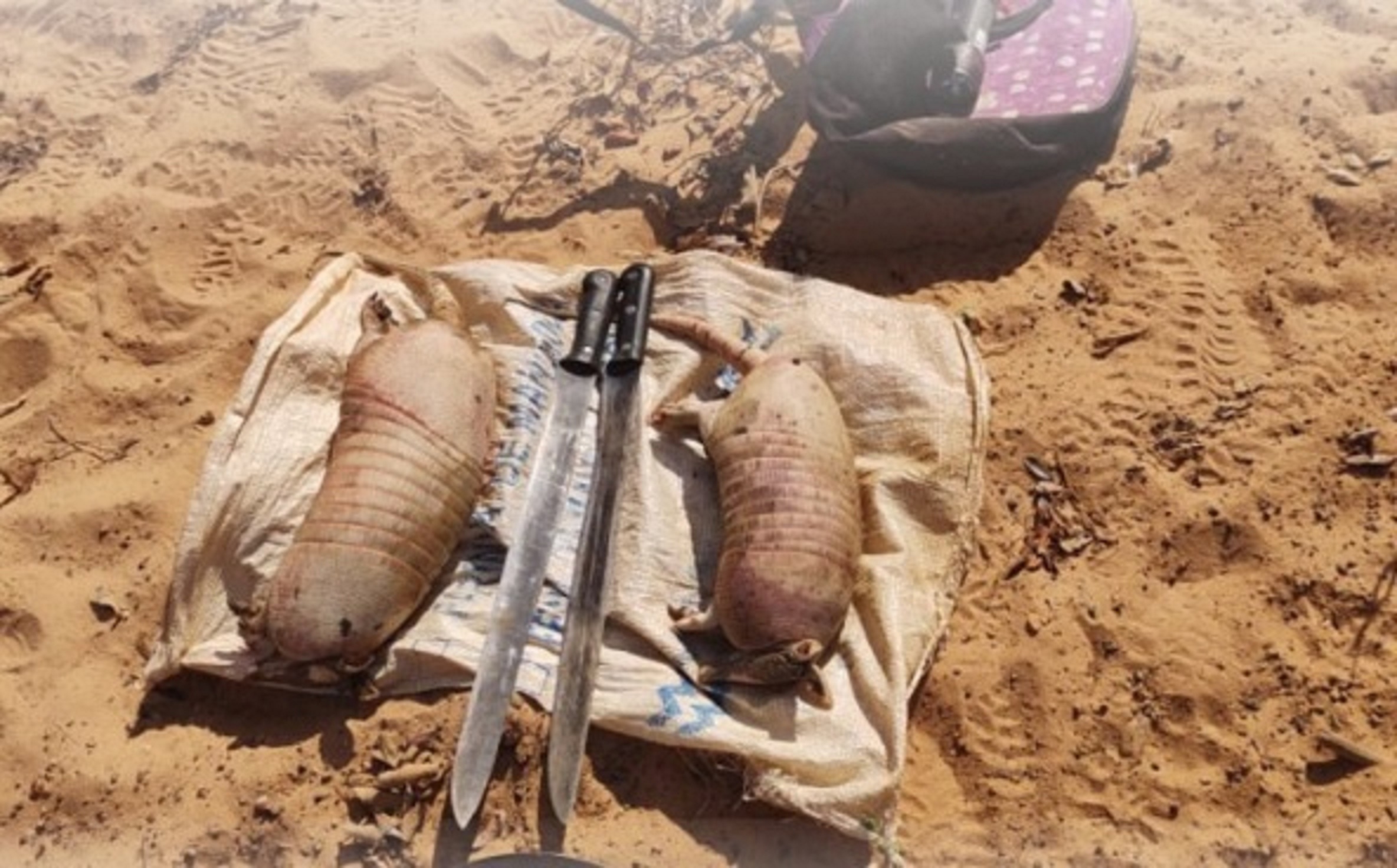 PMPI prende homens por crime ambiental na Serra da Capivara