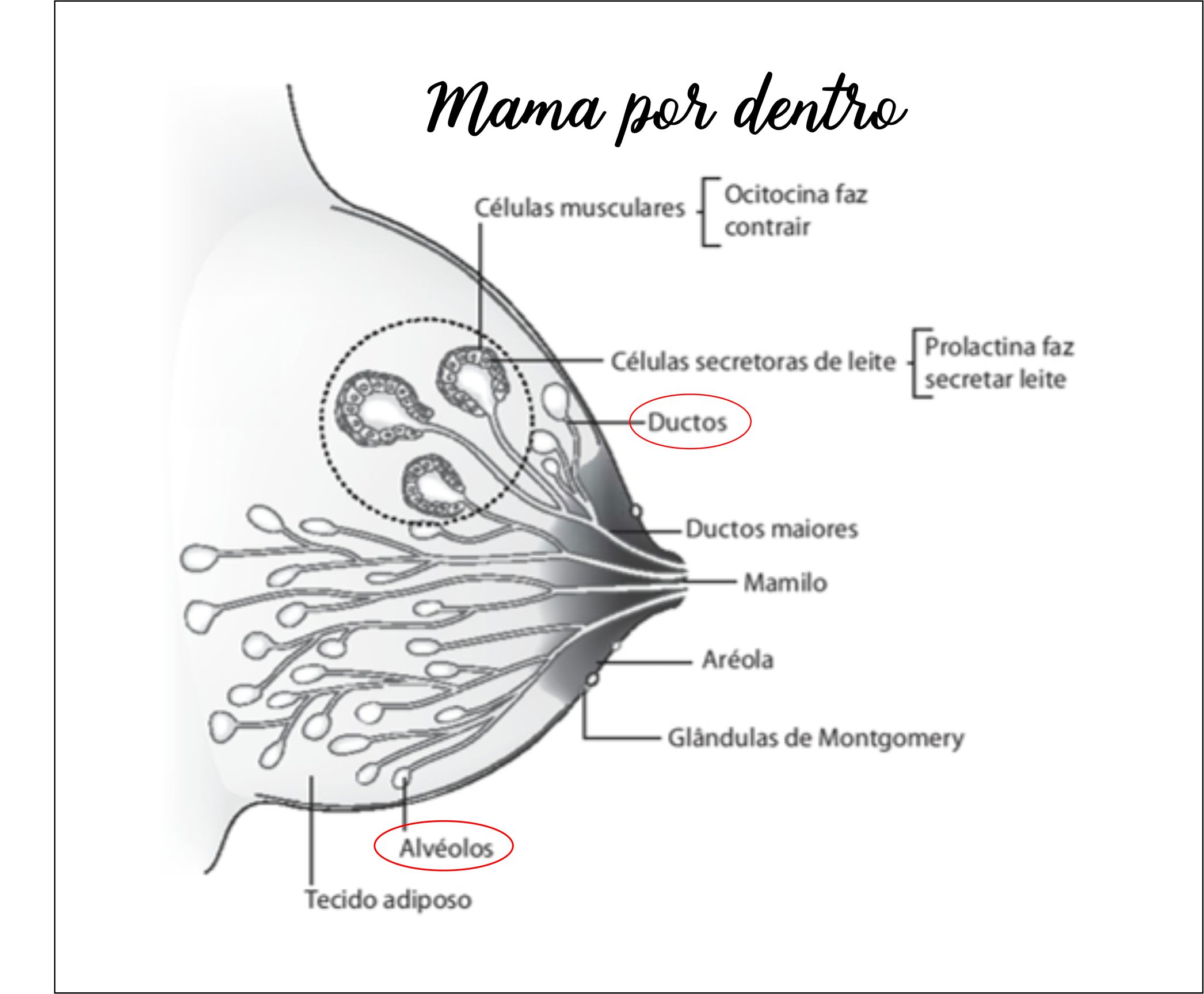 Como a mama é por dentro? (Os componentes da mama)