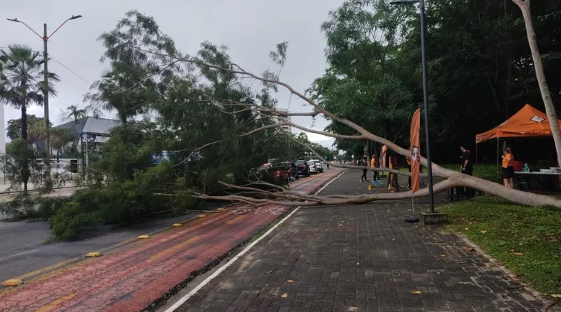 Árvores caem durante chuva e Av. Marechal, na zona Sul de Teresina, é interditada