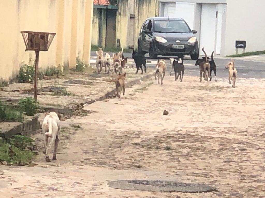 Abandono de animais bateu recorde durante pandemia