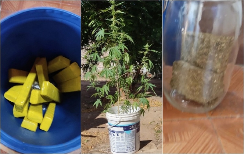 Força Tarefa flagra plantação de maconha em residência na zona Sul