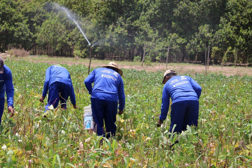 Colônia Agrícola Major César, em Altos, avança na produção e ressocialização dos detentos (Foto: Divulgação) Colônia Agrícola Major César, em Altos, avança na produção e ressocialização dos detentos (Foto: Divulgação)