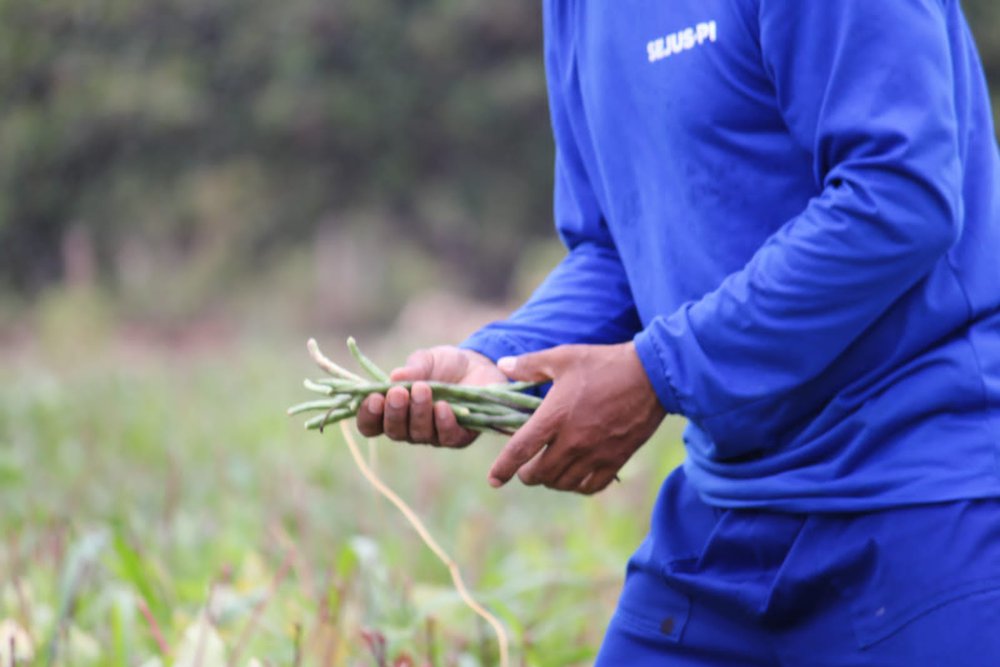 Colônia Agrícola Major César Oliveira, (Foto: Divulgação) Colônia Agrícola Major César Oliveira, (Foto: Divulgação)