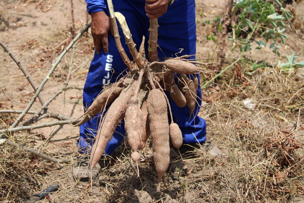 Na unidade penal, atualmente, possui feijão, macaxeira, banana e melancia que são colhidos cultivados pelos reeducandos (Foto: Divulgação) Na unidade penal, atualmente, possui feijão, macaxeira, banana e melancia que são colhidos cultivados pelos reeducandos (Foto: Divulgação)