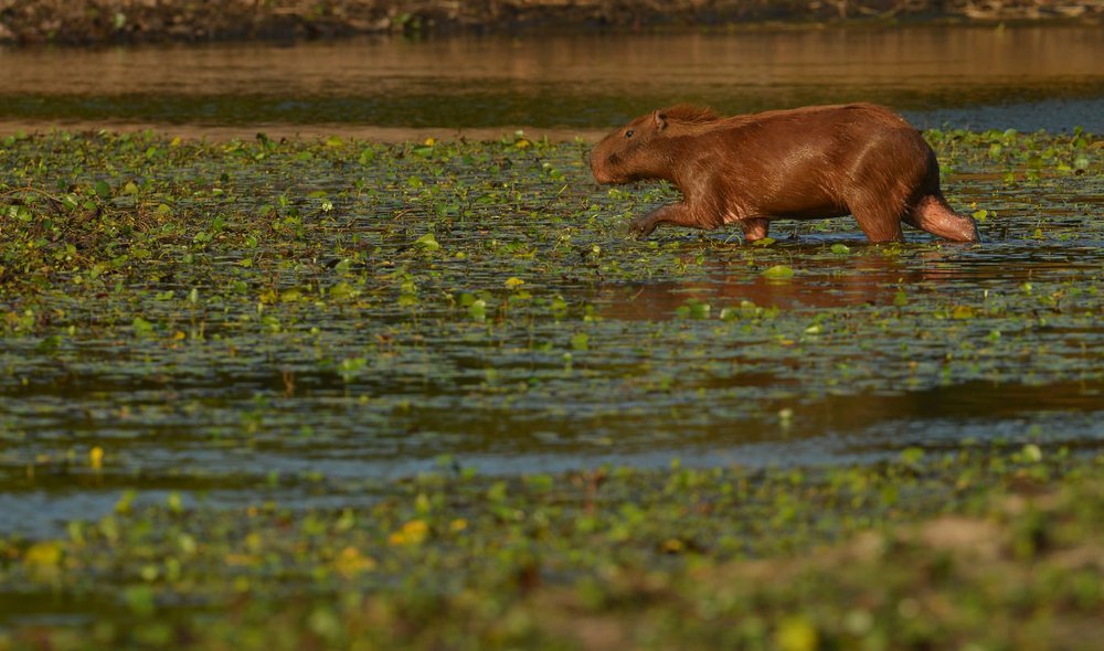 Capivara: animal silvestre que dá nome ao Parque Nacional Serra da Capivara em São Raimundo Nonato no Piauí (Foto: André Pessoa/Divulgação) Capivara: animal silvestre que dá nome ao Parque Nacional Serra da Capivara em São Raimundo Nonato no Piauí (Foto: André Pessoa/Divulgação)