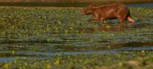 Capivara: animal silvestre que dá nome ao Parque Nacional Serra da Capivara em São Raimundo Nonato no Piauí