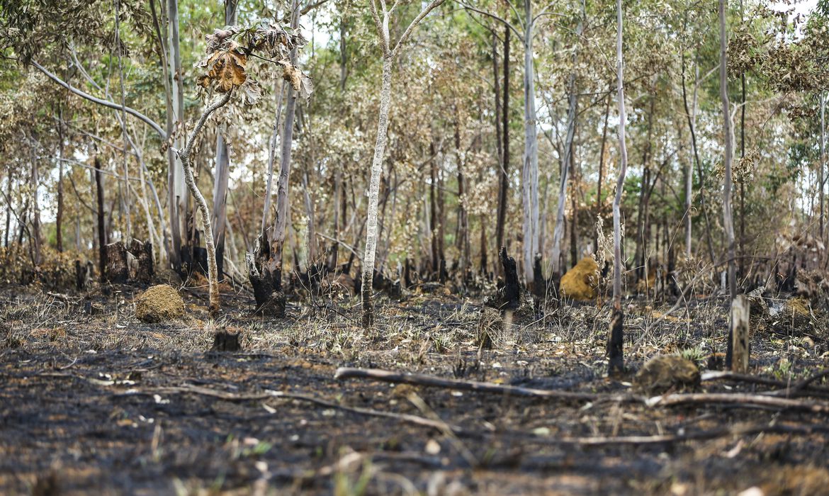 Desmatamento aumenta no Cerrado e cai na Amazônia